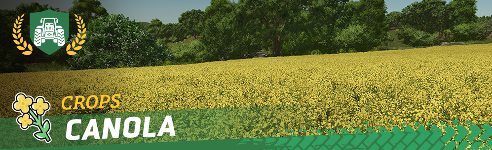 [Crops 101] Canola - How to sow and harvest