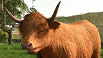 World Premiere: Baby Highland Cattle! | Highlands Fishing Preview