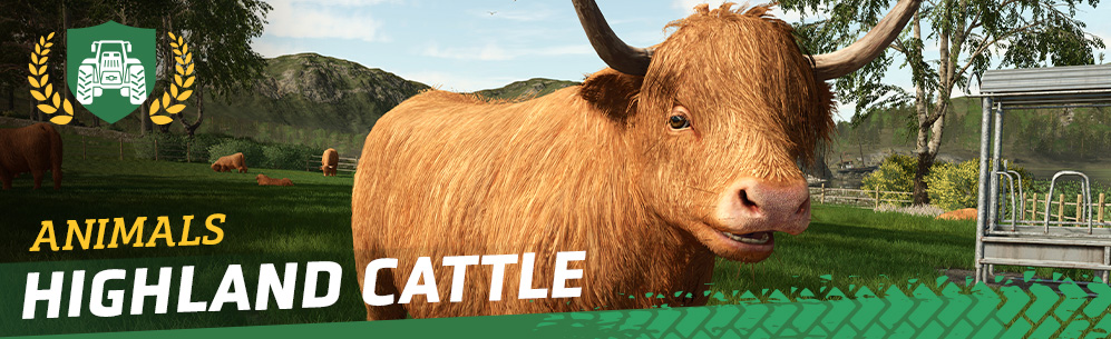 [Highlands Fishing] Highland Cattle - How to breed and care for cattle