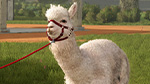 Fluffy Animal Preview: Alpacas | Beans & Alpacas