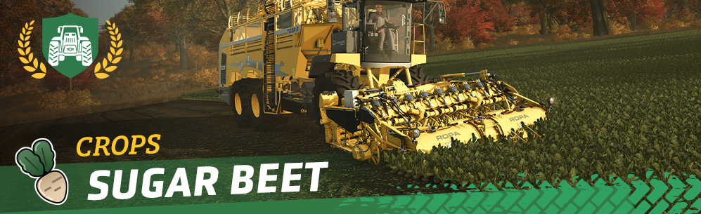 [Crops 101] How to Sow & Harvest Sugar Beet