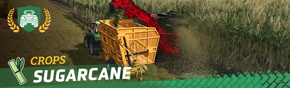[Crops 101] How To Sow & Harvest Sugarcane