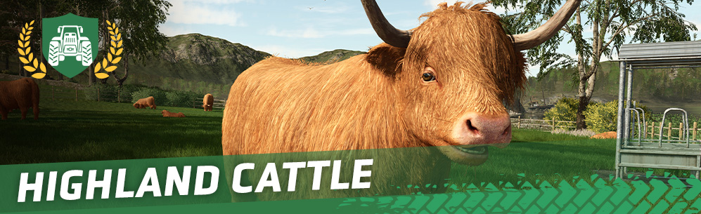 [Animals 101] How To Breed & Care For Highland Cattle