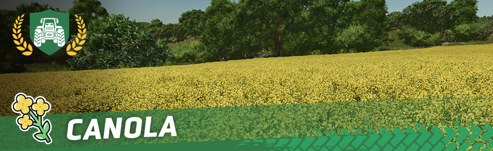 [Crops 101] How To Sow & Harvest Canola