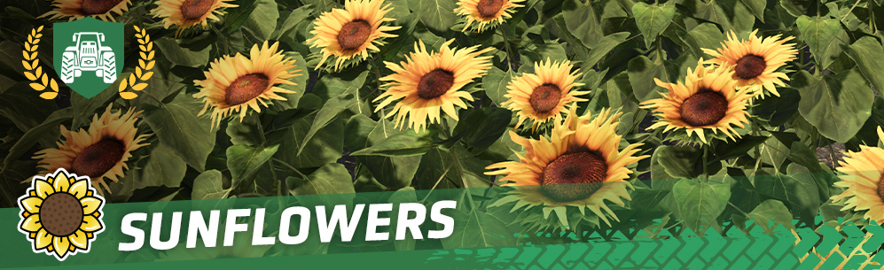 [Crops 101] How To Sow & Harvest Sunflowers