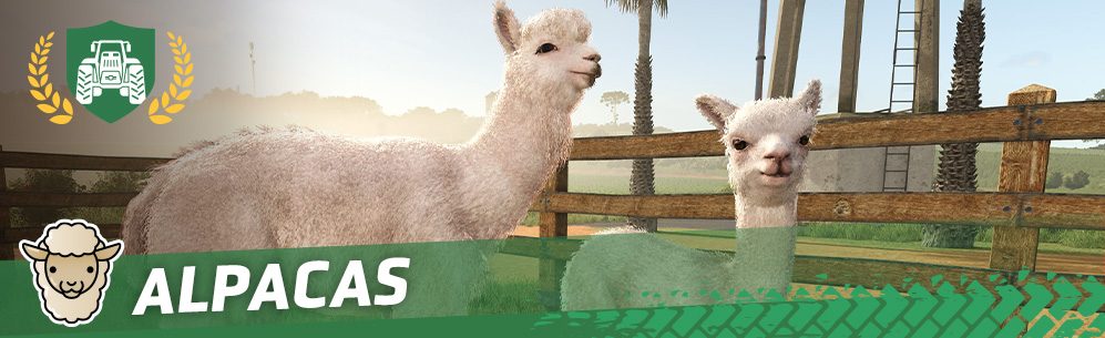[Animals 101] How To Breed & Care For Alpacas